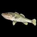 Aquatic Animal Largemouth Bass With Olive Green Body Pale Yellow Fins Isolated On Black Background