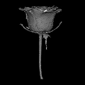 Beautiful Red Rose with Dew Drops on Petals Against Black Background and Green Stem Leaves
