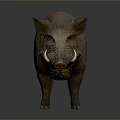 Wild Boar With Brown Fur And White Tusks Standing On Dark Background