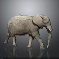 Gray Elephant With Detailed Skin Texture Large Ears And Long Trunk On Reflective Surface