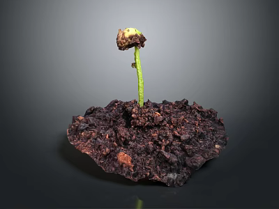 Young Sprouting Plant With Green Stem Growing From Dark Irregular Soil Clump On Gray Background 3d model