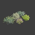 Various Diverse Shrubs with Different Foliage Colors and Shapes for Landscaping