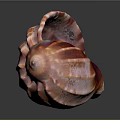 Vibrant Red And White Striped Conch Shell With Spiral Pattern On Gray Background