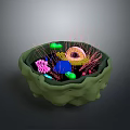 Detailed 3D Cell Structure with Colorful Organelles and Microscopic Hair Like Cilia