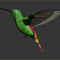 Modern Hummingbird Birds 3d model