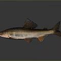 Fish Freshwater Fish Sea Fish Animal Game Animal Cartoon Animal Realistic Animal 3d model