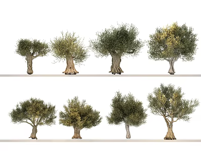 Collection of Olive Trees Featuring Various Sizes and Natural Shapes 3d model