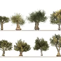 Collection of Olive Trees Featuring Various Sizes and Natural Shapes