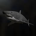 Gray Great White Shark 3D Render Swimming With Open Mouth in Dark