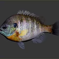Vibrant Colorful Fish With Large Eyes Orange Purple Hues Shiny Scales As Aquatic Animal