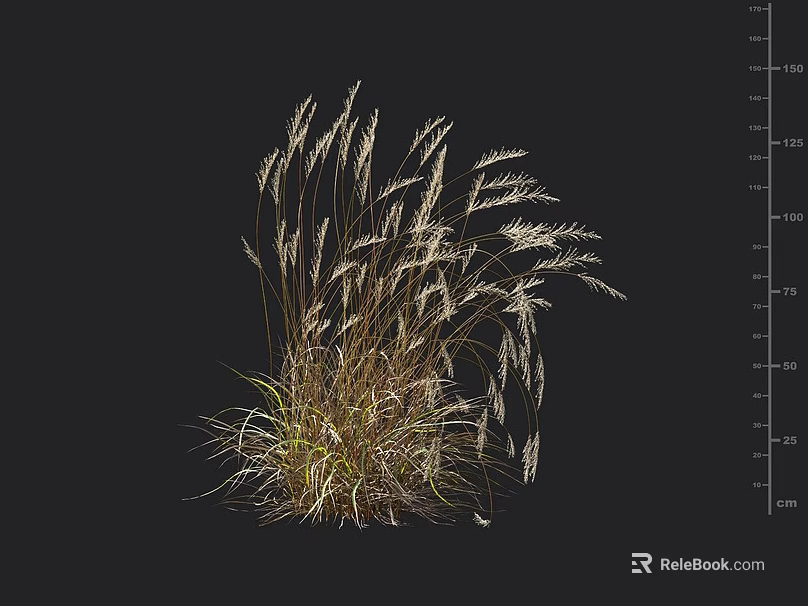 Ornamental Grass Clump on Black Background with Height Scale Showing Growth Measurement 3d model 