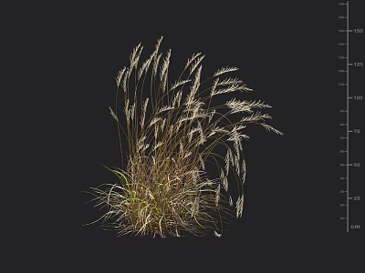 Ornamental Grass Clump on Black Background with Height Scale Showing Growth Measurement 3d model