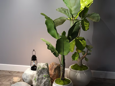 Bonsai Potted Plants With Large Green Leaves White Moss Covered Pots Stones And Black Lantern 3d model