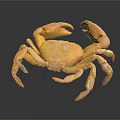 Detailed Orange Crab with Open Claws on Dark Background Showing Reflection 3d model