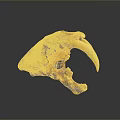 Ancient Animal Skull With Long Curved Tusks And Detailed Bone Structure