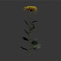 Beautiful Yellow Chrysanthemum with Green Stem and Leaves on Gray Background