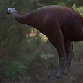 Large Brown Flying Animal With Long Neck And Legs Standing On Grassland