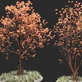 Colorful Arbor Tree With Orange Red Leaves And Brown Trunk On Decorative Grass Base