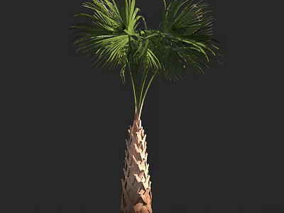 Palm Tree With Textured Trunk And Green Fronds In Natural Growth 3d model