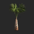 Palm Tree With Textured Trunk And Green Fronds In Natural Growth