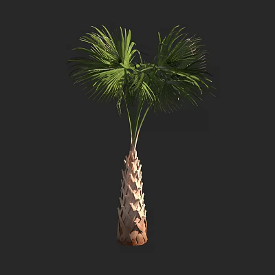 Palm Tree With Textured Trunk And Green Fronds In Natural Growth 3d model