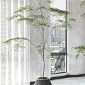 Indoor Bonsai Potted Plants In Modern Planters Near Window With Curtains