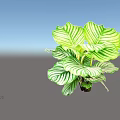 Indoor Shrub With Green And White Striped Leaves For Home Decoration