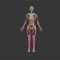 Human Limbs Muscular Anatomy Detailed 3D Rendered Anatomical Model Structure