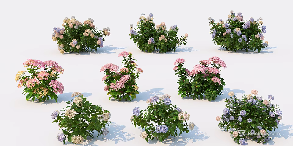 Colorful Hydrangea Bushes With Pink Purple White Flowers For Garden Decoration 3d model 