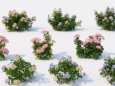 Colorful Hydrangea Bushes With Pink Purple White Flowers For Garden Decoration 3d model