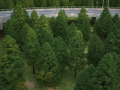 Tall Evergreen Arbor Trees Growing Alongside Road With Lush Foliage 3d model