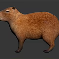 Orange Capybara With Fluffy Fur Standing On Smooth Dark Surface With Reflection 3d model