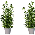 Two Green Bonsai Potted Plants With Lush Leaves In Gray Pots