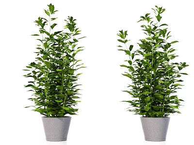 Two Green Bonsai Potted Plants With Lush Leaves In Gray Pots 3d model