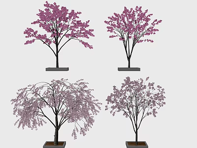 Modern Cherry Tree Outdoor Planting Cherry Blossoms 3d model