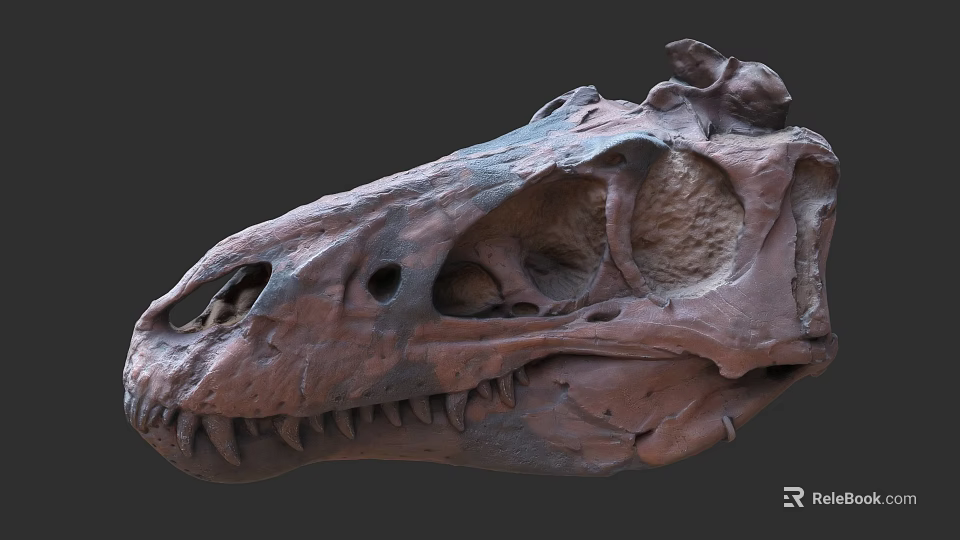 Prehistoric Reptile Dinosaur Skull Fossil With Detailed Skeletal Structure And Features 3d model 