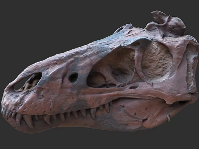 Prehistoric Reptile Dinosaur Skull Fossil With Detailed Skeletal Structure And Features 3d model