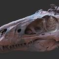 Prehistoric Reptile Dinosaur Skull Fossil With Detailed Skeletal Structure And Features