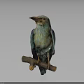 Vibrant turquoise teal bird perched calmly on a wooden branch