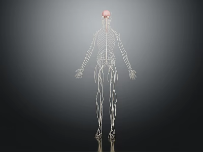 Detailed 3D Visualization of Human Skeleton and Nervous System Structure 3d model