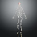 Detailed 3D Visualization of Human Skeleton and Nervous System Structure