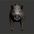 Realistic Wild Boar 3D Model With Rough Fur And Prominent Tusks Standing On Gray Background