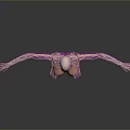 Pink Human Anatomy Model With Arms Outstretched Showing Internal Structures For Medical Education