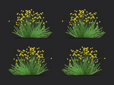 Four Clusters of Yellow Flowers with Green Leaves Grass Plants on Black Background 3d model
