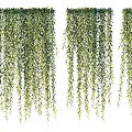 Lush Green Hanging Vines With Dense Foliage For Natural Decorative Purpose