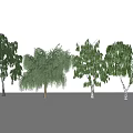 Different Types of Arbor Trees Including Weeping Willow and Birch Varieties