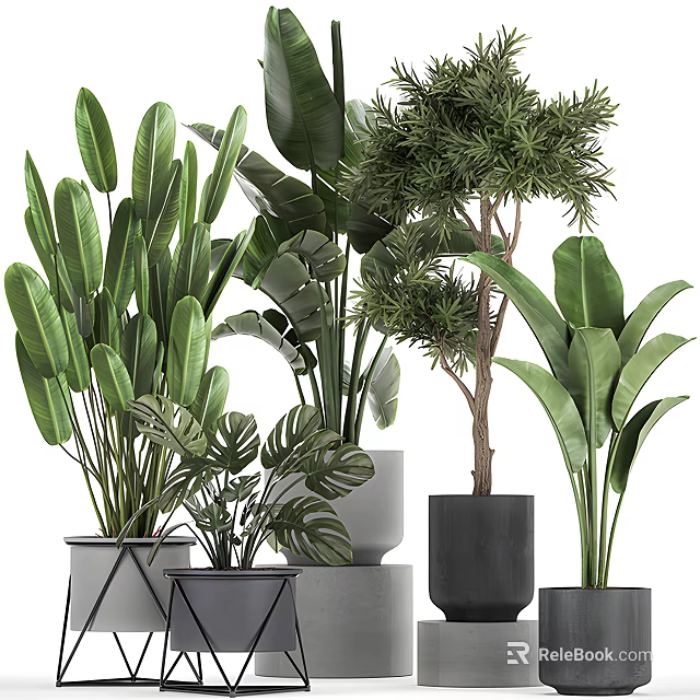 Various Bonsai and Potted Green Plants with Large Leaves Ferns and Modern Black Grey Planters 3d model 