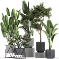 Various Bonsai and Potted Green Plants with Large Leaves Ferns and Modern Black Grey Planters