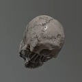 Detailed Realistic Textured Human Skull 3D Rendered Model on Gray Background 3d model