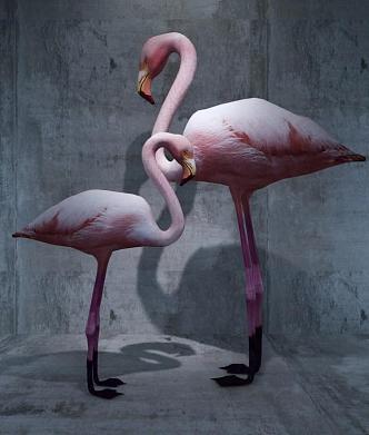 Flamingo 3d model